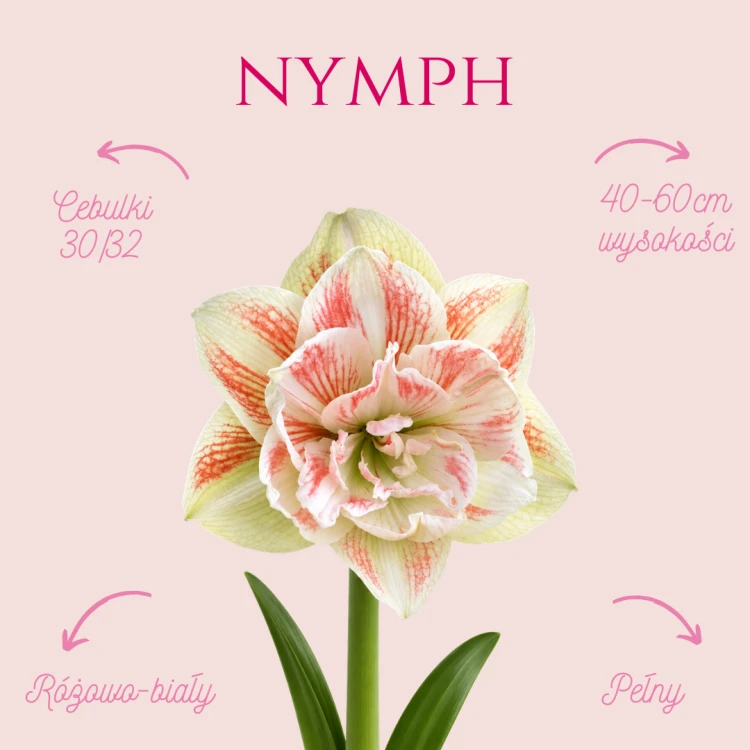 nymph