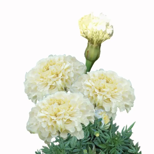 Vanilla Kilimanjaro, biały kwiat do ogrodu