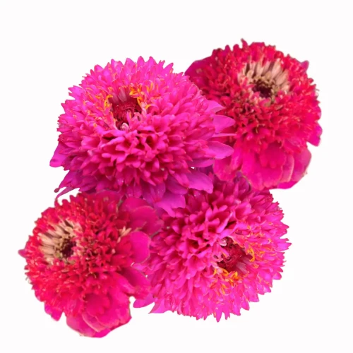 różowa cynia, Zinnia elegans