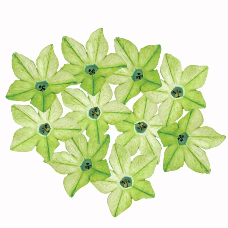 tytoń ozdobny zielony nasiona, Nicotiana sanderea, Tytoń perski