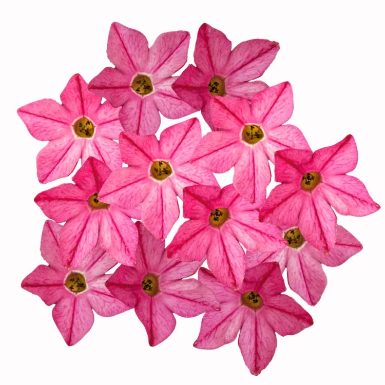 różowy tytoń, nasiona Tytoń perski, Nicotiana sanderea