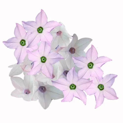 Nicotiana alata, tytoń nasiona