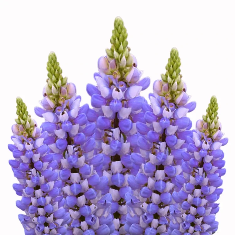 Lupinus Polyphyllus
