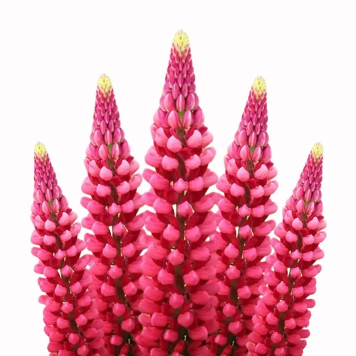 łubin nasiona, łubin czerwony, Lupinus Polyphyllus