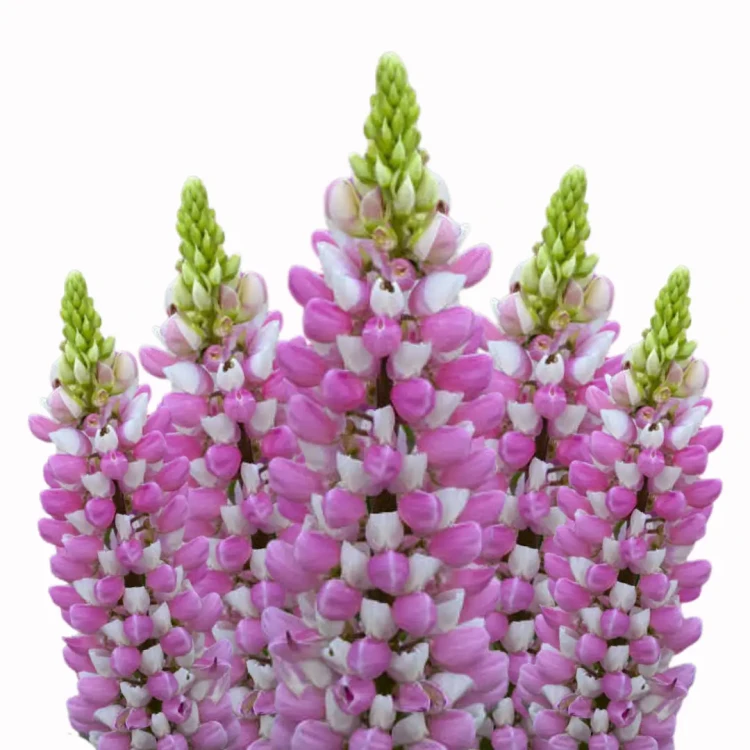 Lupinus Polyphyllus, łubin fioletowy, nasiona