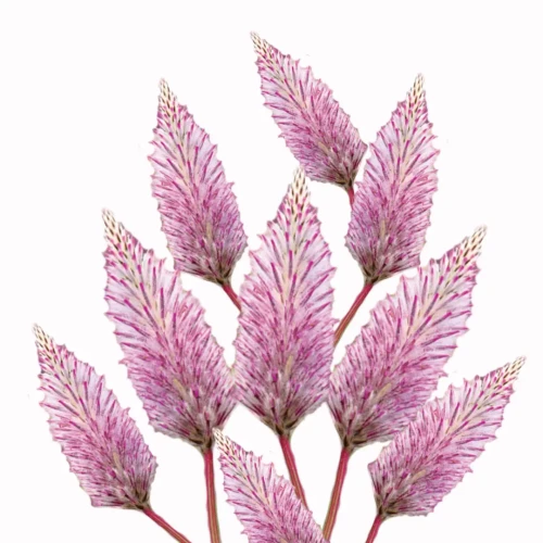 Ptilotus Exaltatus Matilda