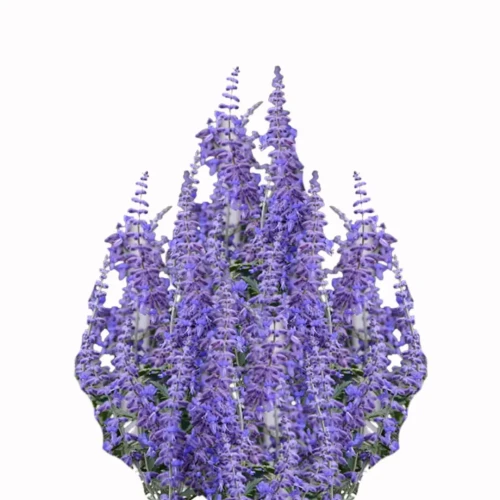 Perovskia atriplicifolia