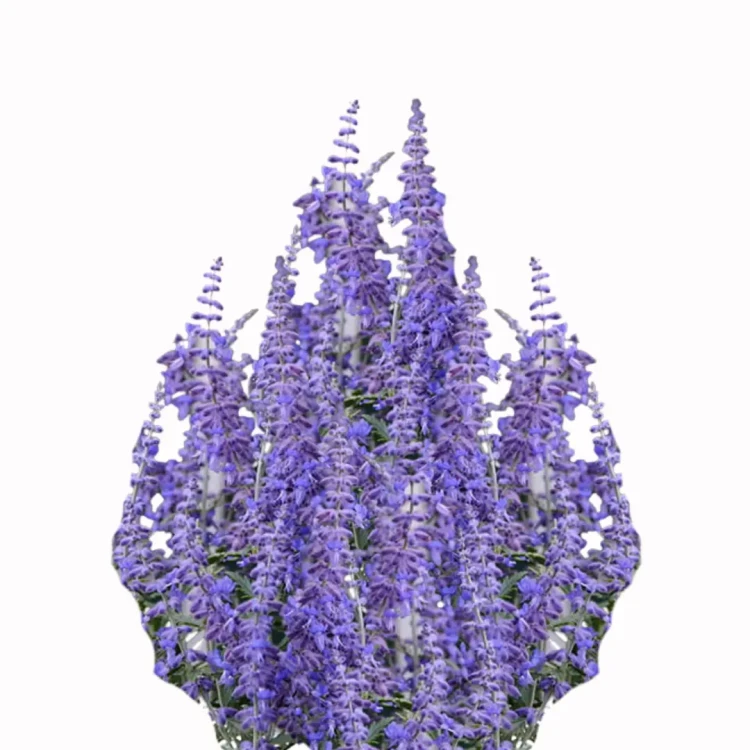 Perovskia atriplicifolia