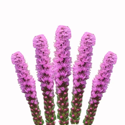 Fioletowa Liatra kłosowa