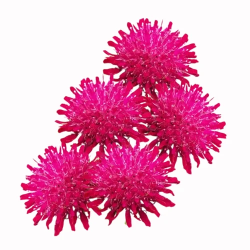 knautia różowa, nasiona, świerzbnica