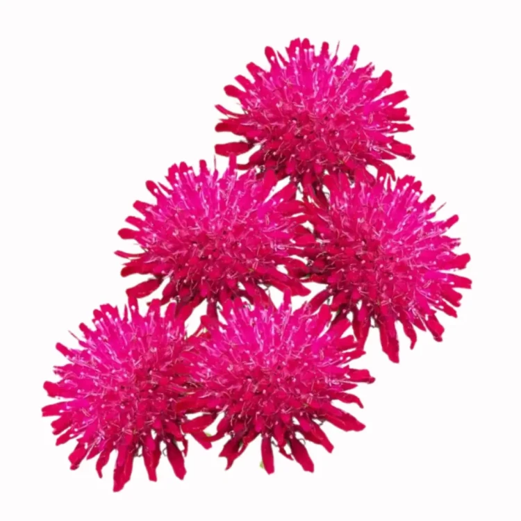 knautia różowa, nasiona, świerzbnica