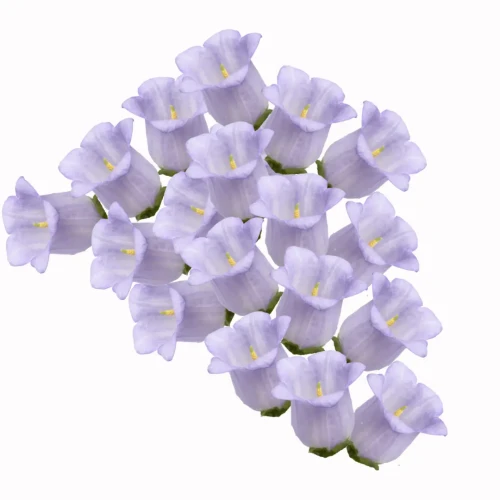 Dzwonek fioletowy nasiona - Campanula medium