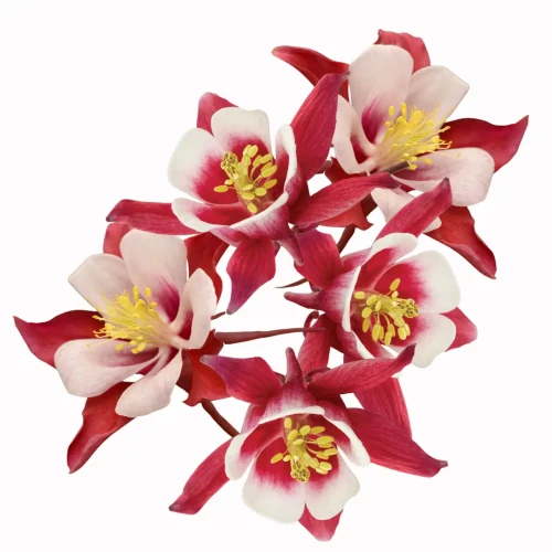 orlik kwiaty biało czerwone