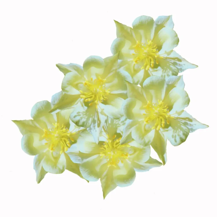 orlik żółty, nasiona