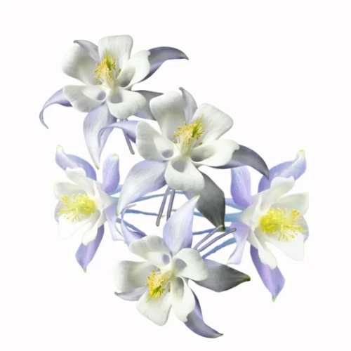 fioletowo-białe kwiaty