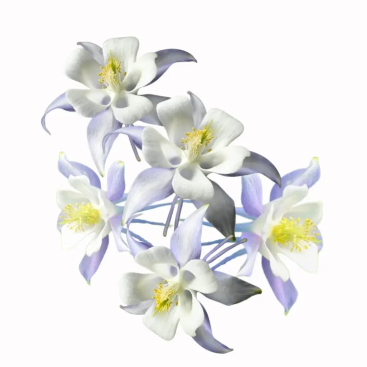 fioletowo-białe kwiaty