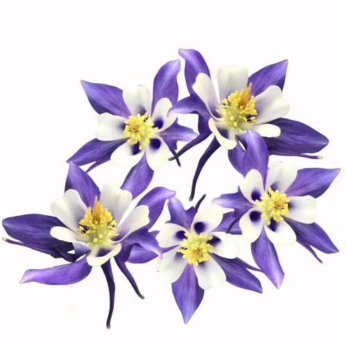 Aquilegia