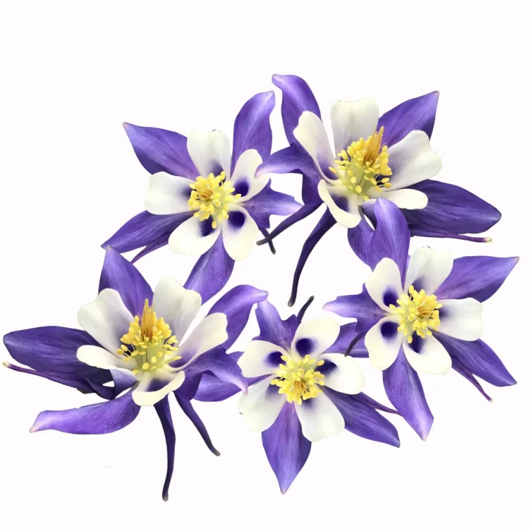 Aquilegia