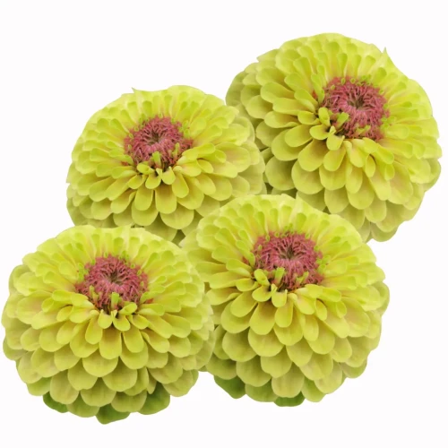 Żółty kwiat Cynii z różowym środkiem