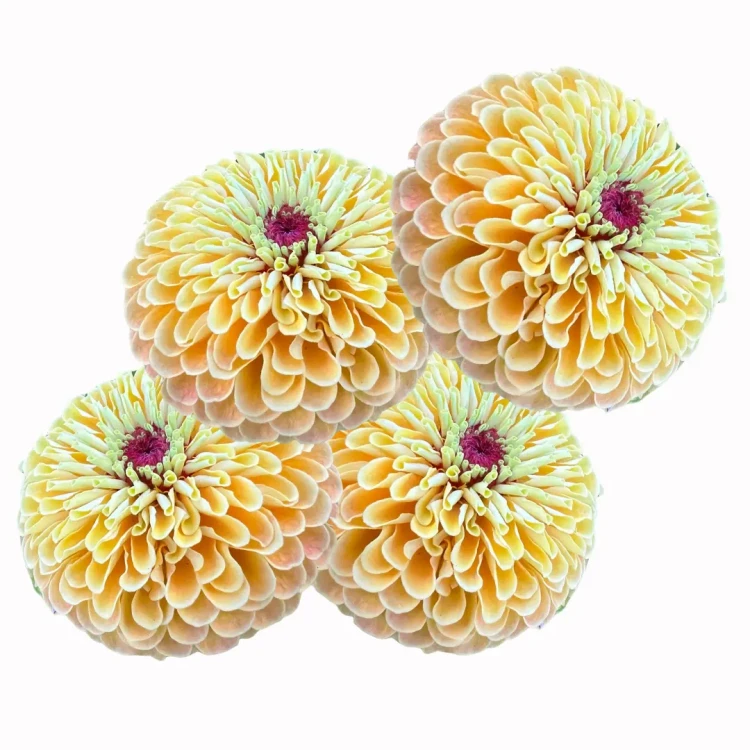 kwiat cynii, żółte cynie z różowym środkiem