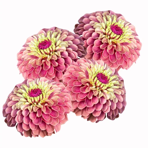 jak wyglądają cynie? Różowa cynia z żółtym środkiem