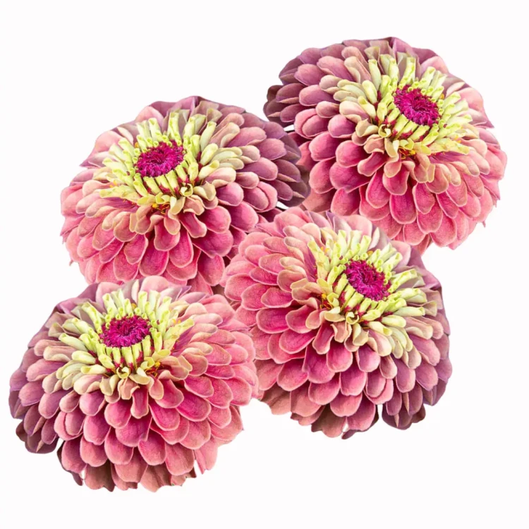 jak wyglądają cynie? Różowa cynia z żółtym środkiem