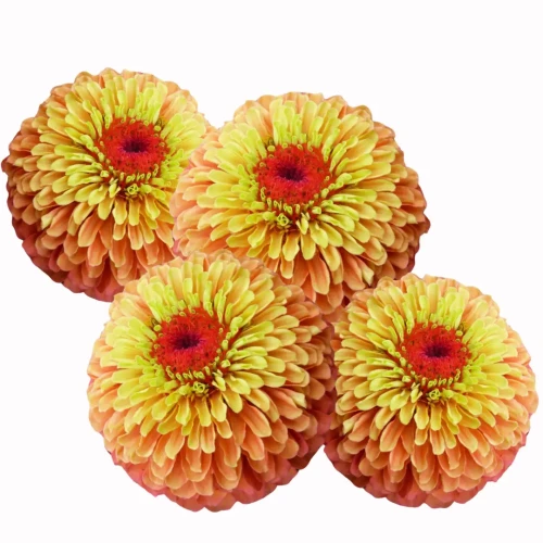 Cynia choroby, kwiaty pomarańczowe i żółte