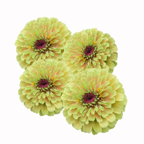 Cynia żółta roślina ogrodowa