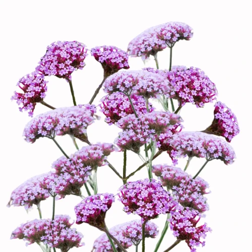 Vanity FSN roślina mrozoodporna