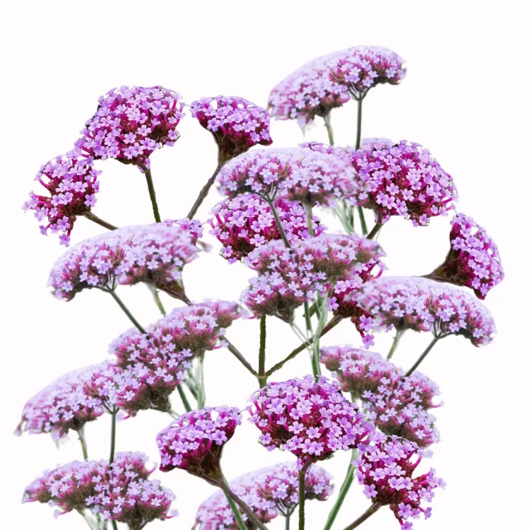 Vanity FSN roślina mrozoodporna