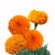 Tagetes erecta, African Marigold