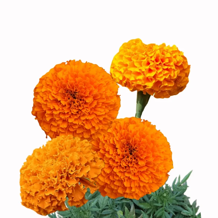 Tagetes erecta, African Marigold