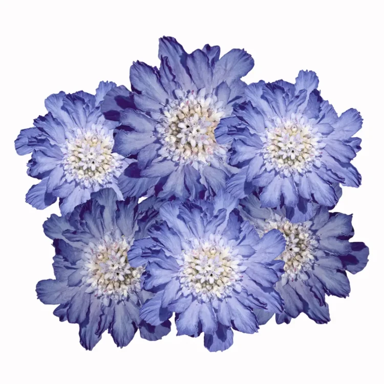 skabioza, drakiew niebieska nasiona