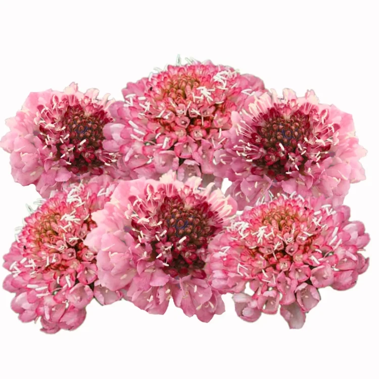 różowa skabioza nasiona