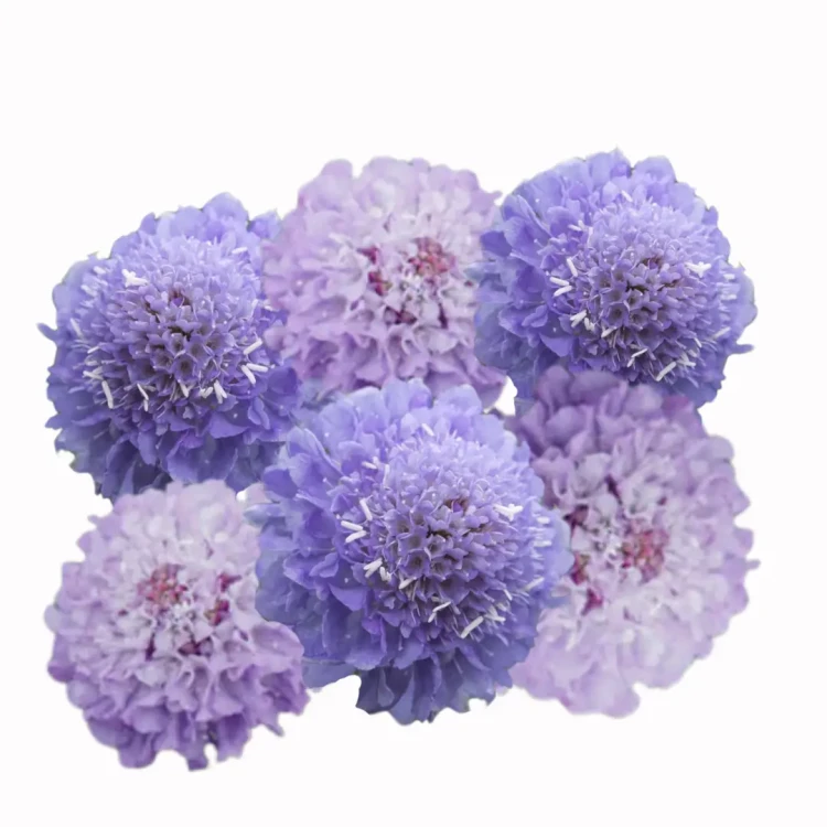 skabioza Hardy annuals