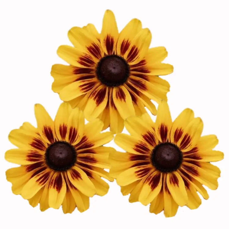 rudbekia sputnik kolor żółty