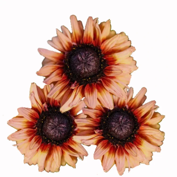 Rudbekia hirta sahara nasiona