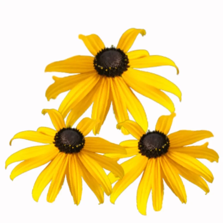 Rudbekia błyskotliwa - Goldblitz