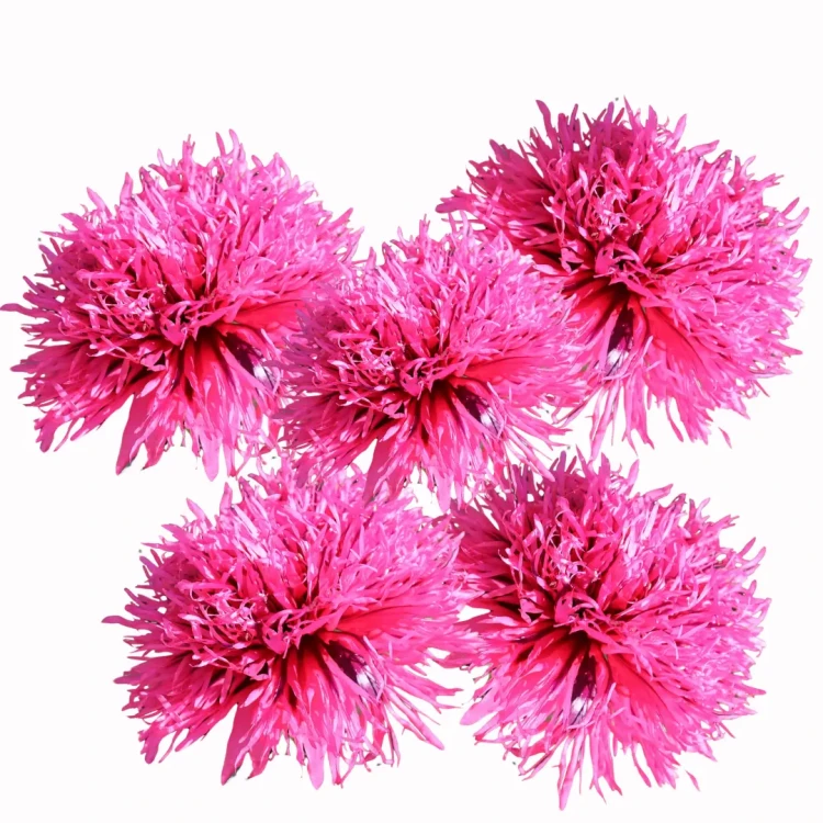 różowy mak peoniowy ozdobny