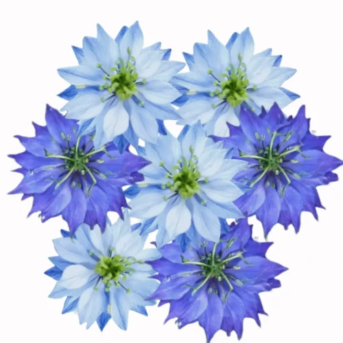 czarnuszka niebieska, nasiona