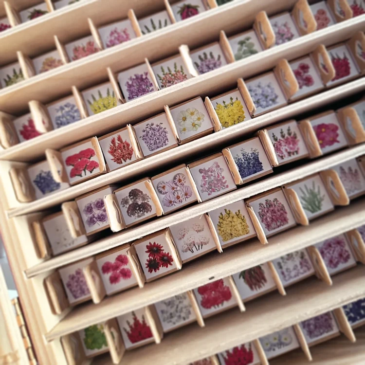 Czarnuszka damasceńska - Moody Blues