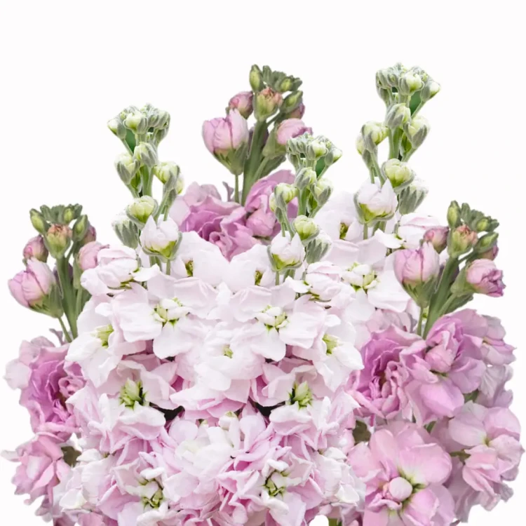 Lewkonia Katz Cherry Blossom