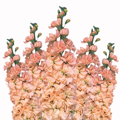 lewkonia half hardy annuals