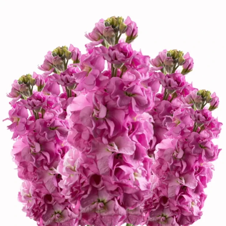 lewkonia różowa nasiona kwiatów