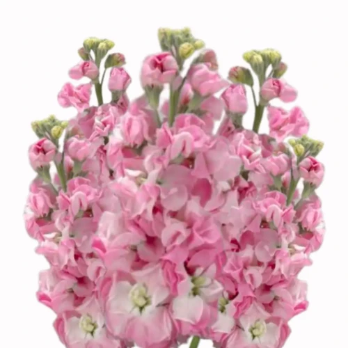 lewkonia różowa kwiaty jadalne