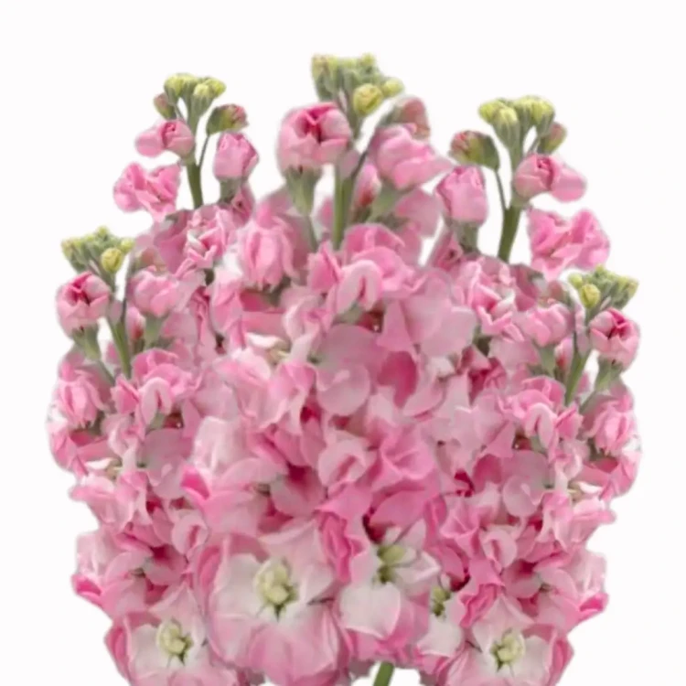 lewkonia różowa kwiaty jadalne