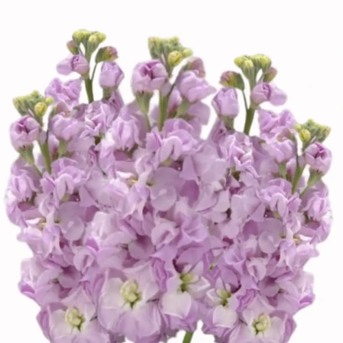 lewkonia wysoka jakość nasion