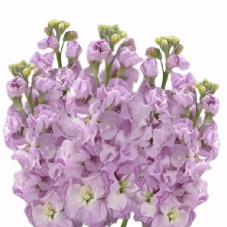 lewkonia wysoka jakość nasion