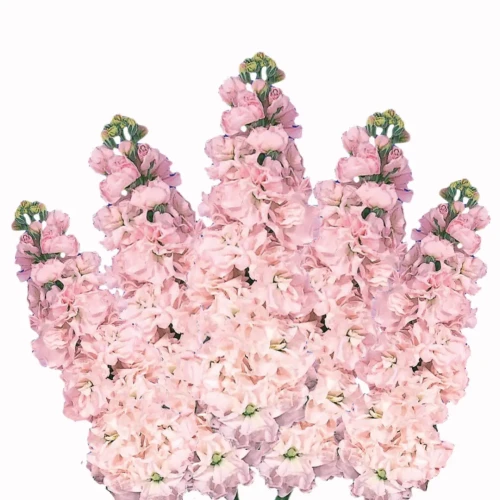 lewkonia half hardy annuals