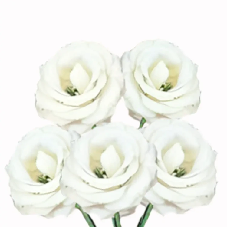 Lisianthus grandiflorum